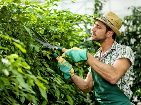 Professional Brentford gardening service maintaining plants and borders