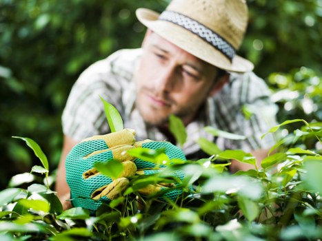 Seasonal hedge trimming in Brentford for healthy growth