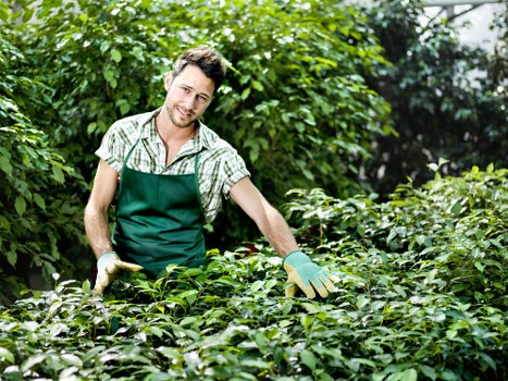 Clean and precise hedge trimming in Brentford for property care