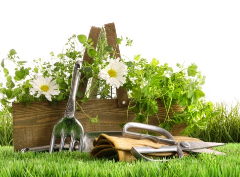 Regular hedge maintenance in Brentford improving garden appearance