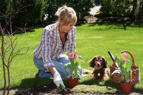 Local Brentford gardeners providing lawn and hedge maintenance