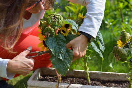 Regular lawn mowing for a healthy Brentford garden lawn