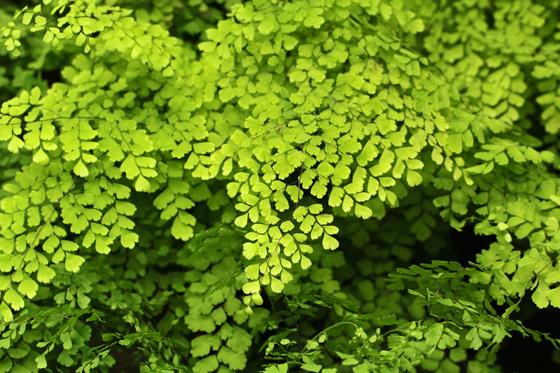 garden lawn