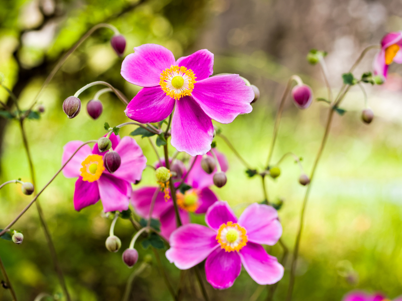garden property